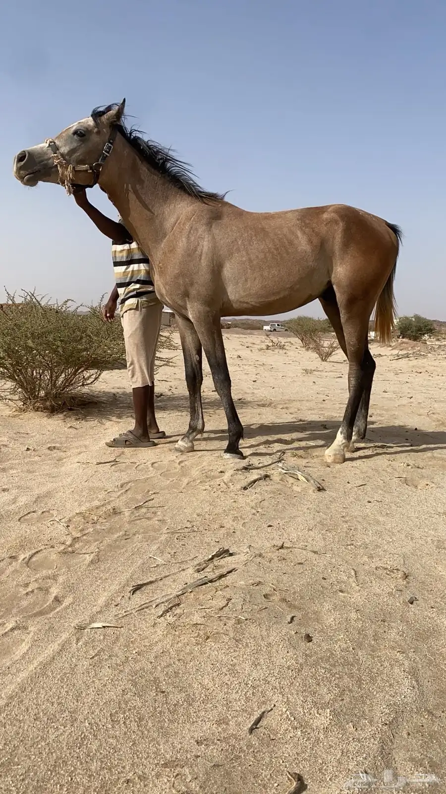 حصان شعبي العمر 3 سنوات الارتفاع سبع بلكات الحصان طبعه هادي 0