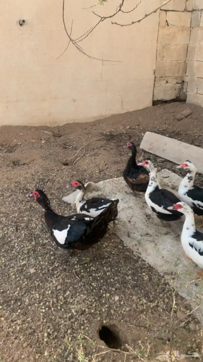 بط مصري شرط يبيض و يحضن العدد 6 0