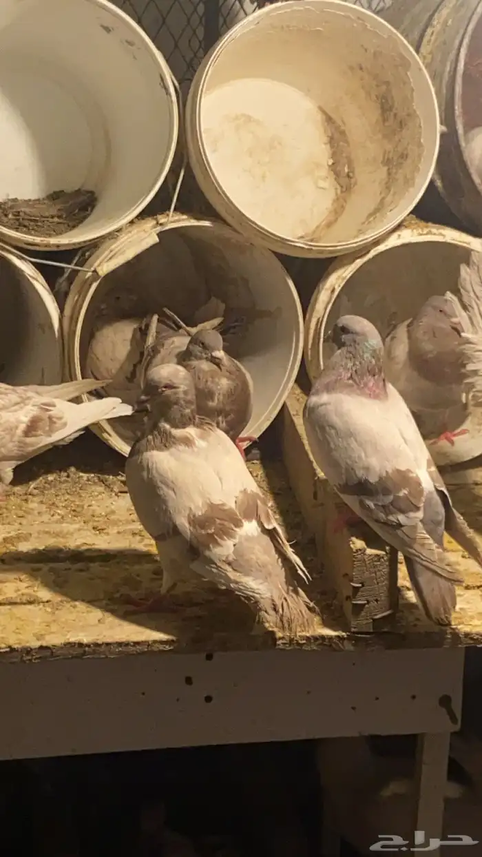 حمام فرنسي حوالي 20جوز ودجاج فيومي العدد13 0