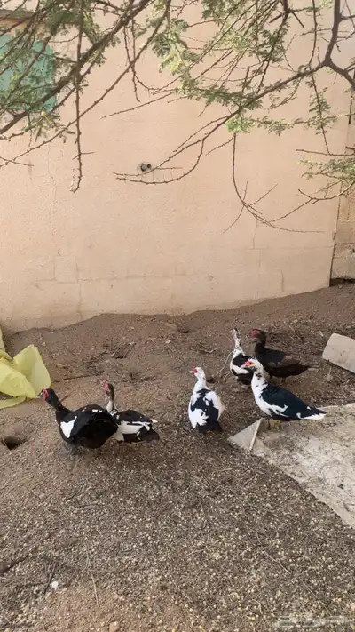 بط مصري شرط يبيض و يحضن العدد 6 1