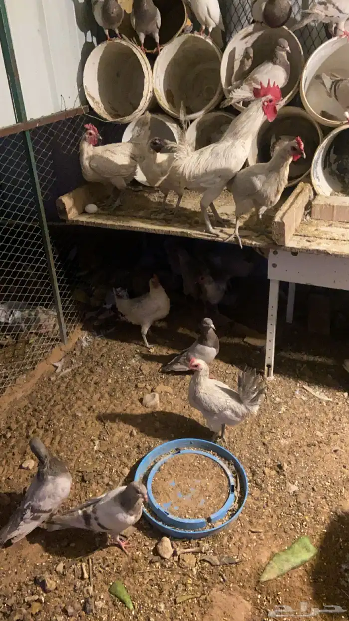 حمام فرنسي حوالي 20جوز ودجاج فيومي العدد13 1