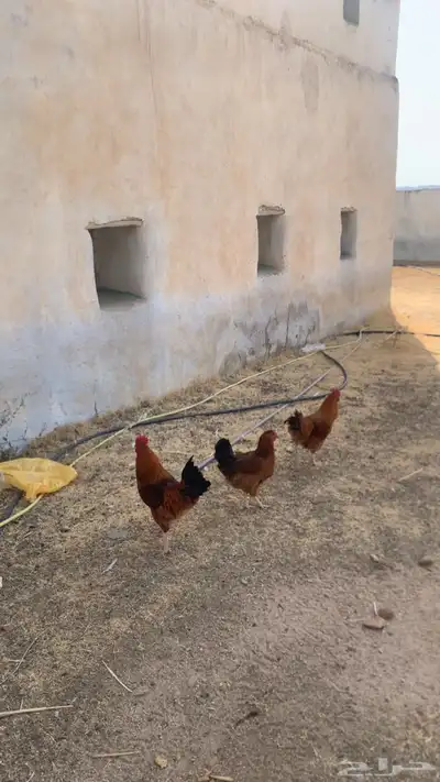دجاج فرنسي شرط وحده دجاجه وولدها وديك ولدها ديك كبير يضرب . 4