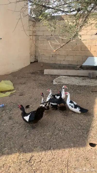 بط مصري شرط يبيض و يحضن العدد 6 2
