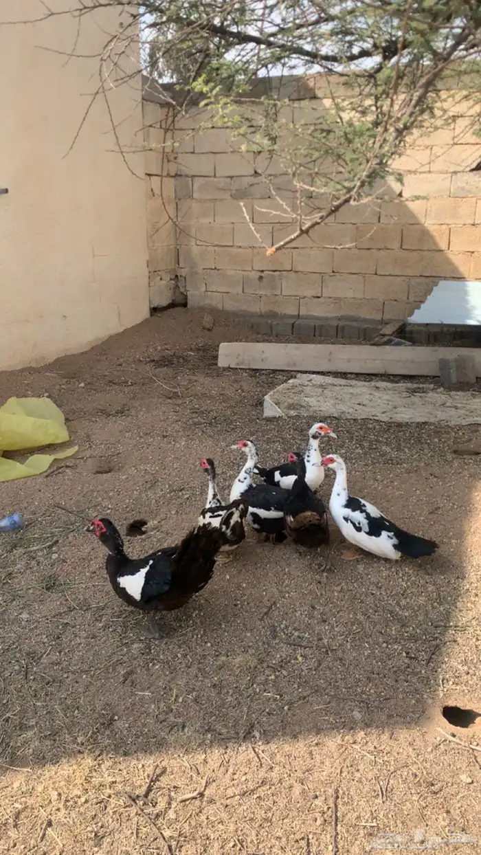 بط مصري شرط يبيض و يحضن العدد 6 2