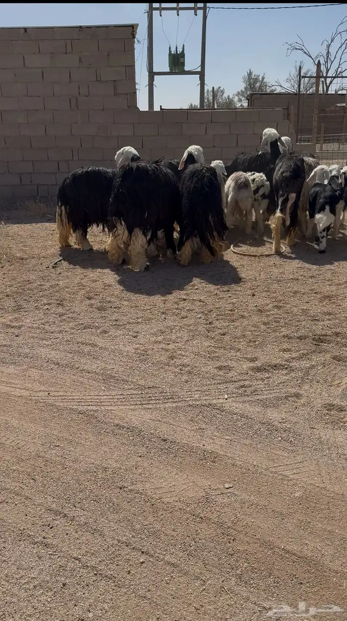 نجد مواليد 2