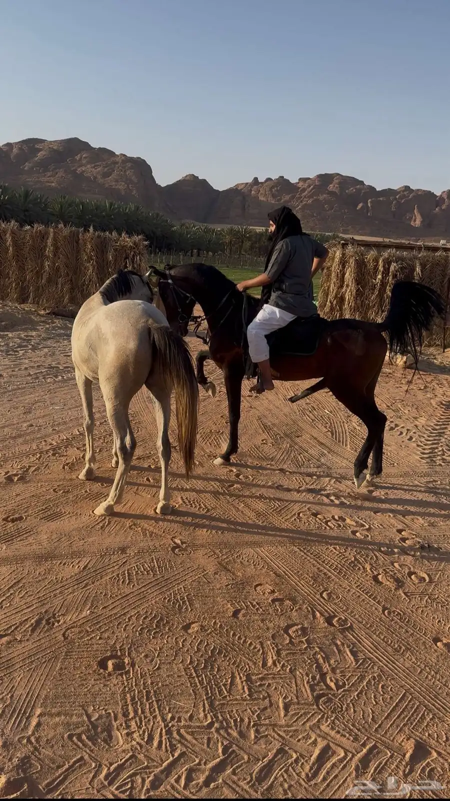 حصان شعبي 2
