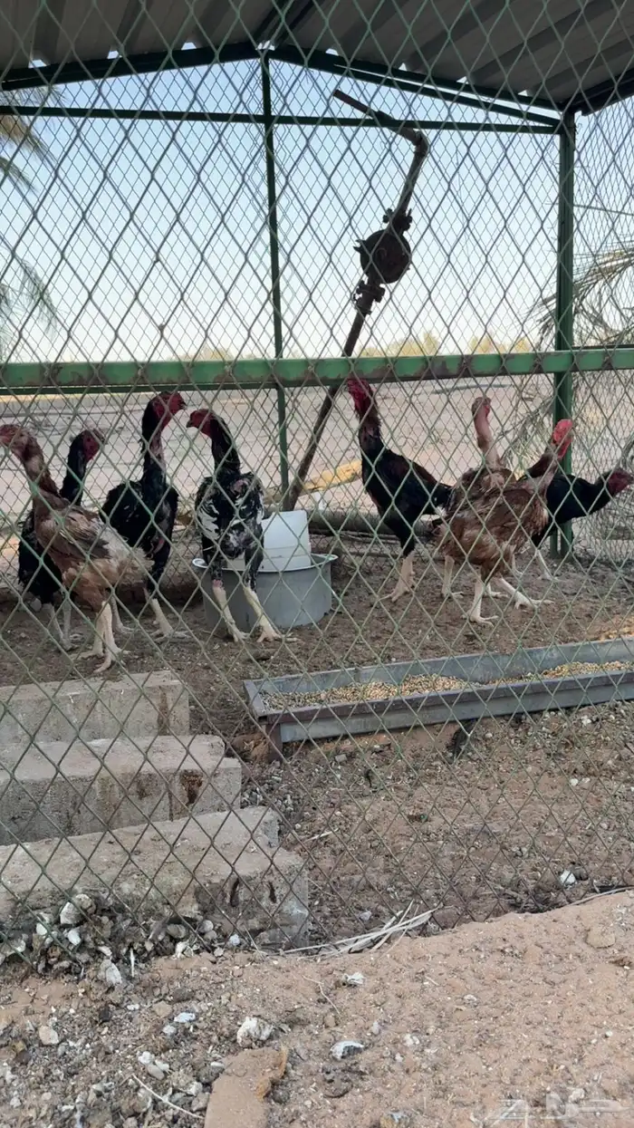دجاج شامو للبيع 4