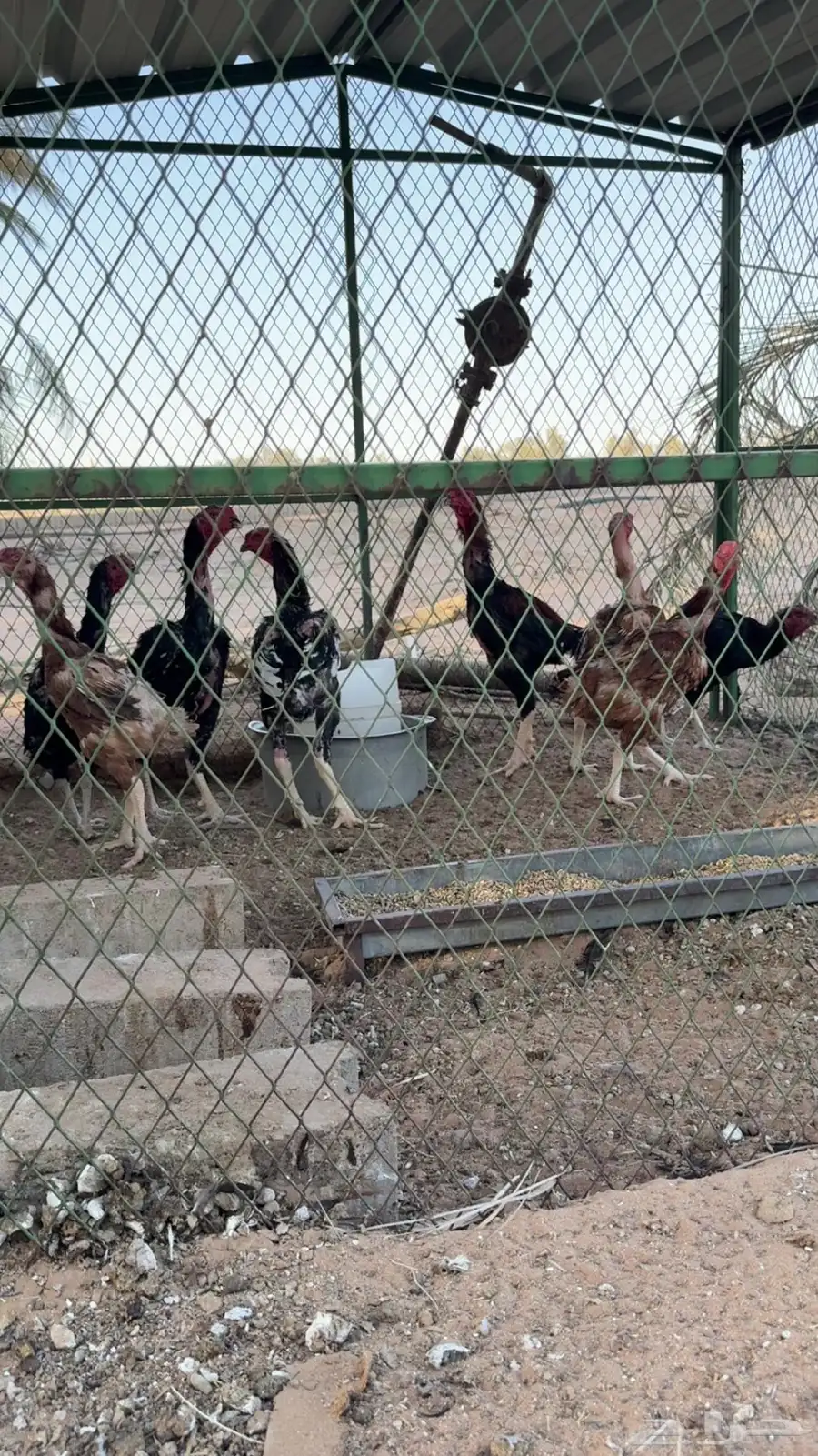 دجاج شامو للبيع 4