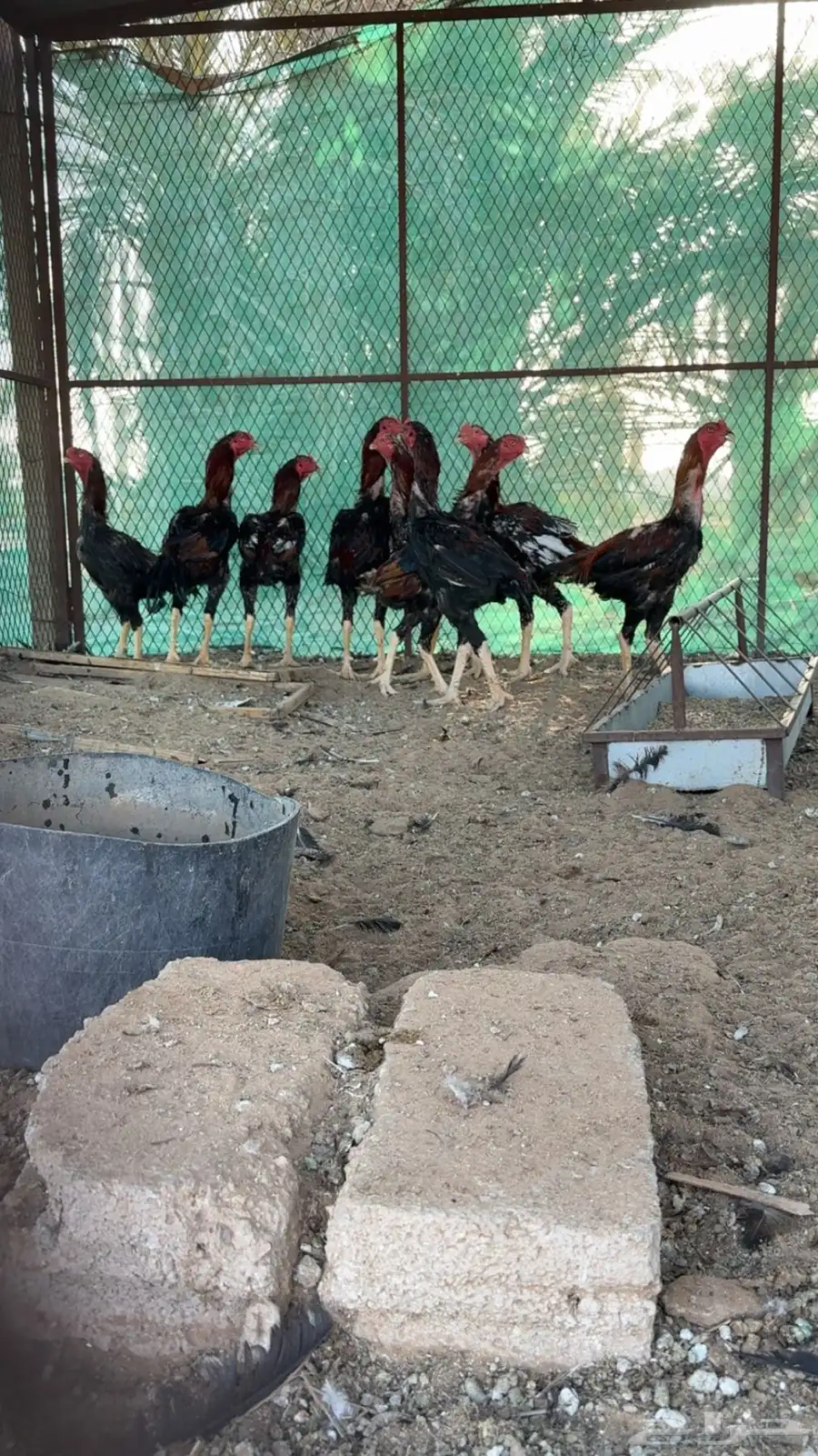 دجاج شامو للبيع 10