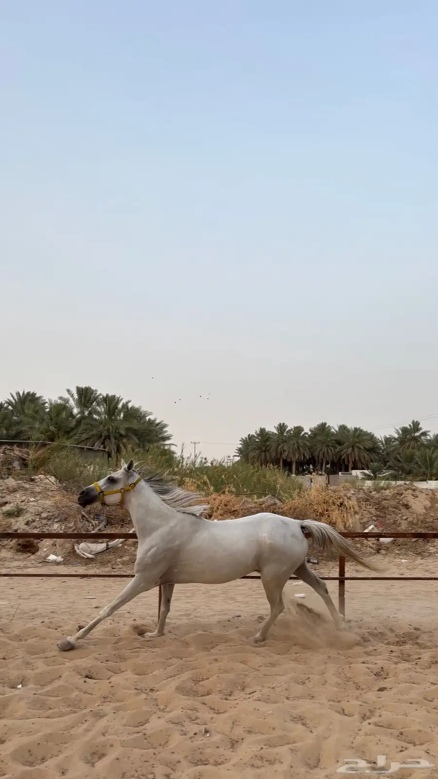 حصان واهو مصري بيور ..فرس شعبيه 12