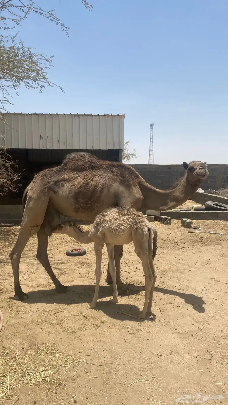 عرض جديد 1