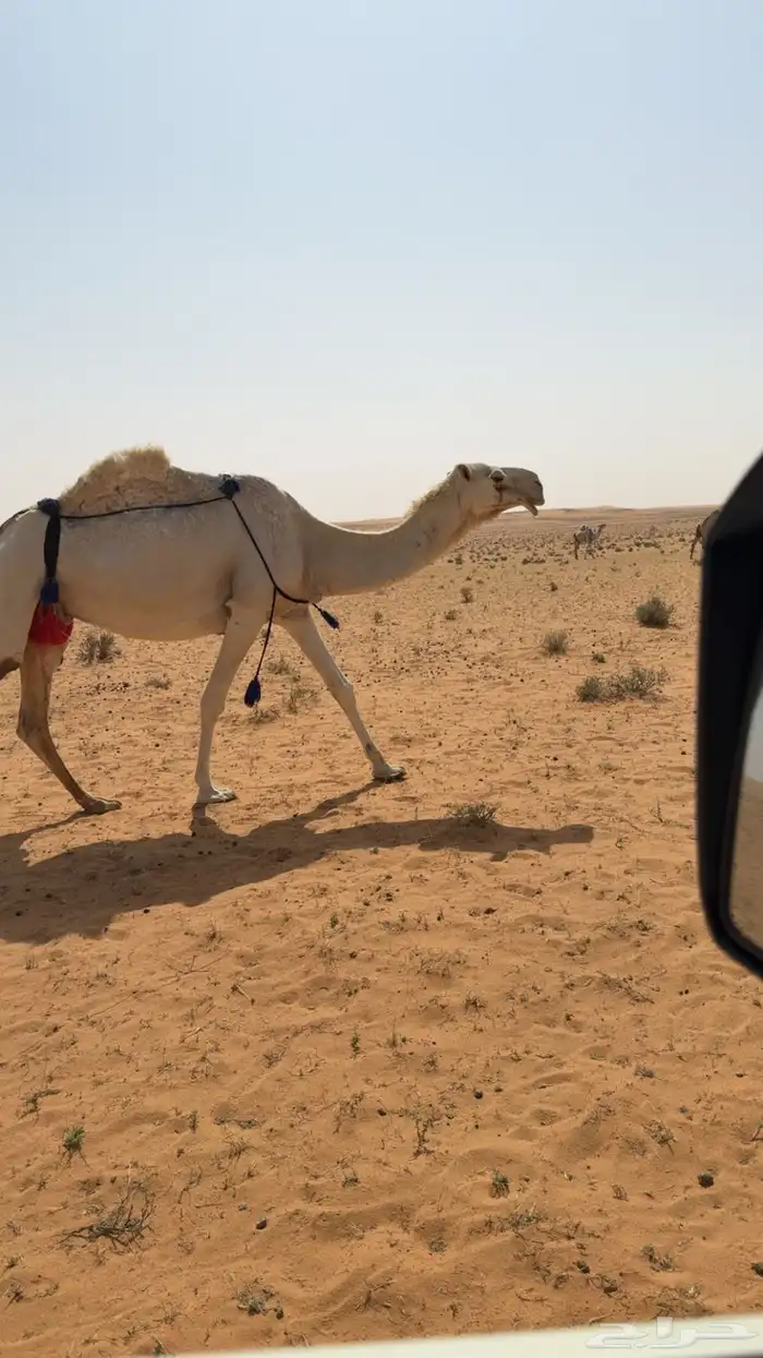 عشاير وضح للبيع 1