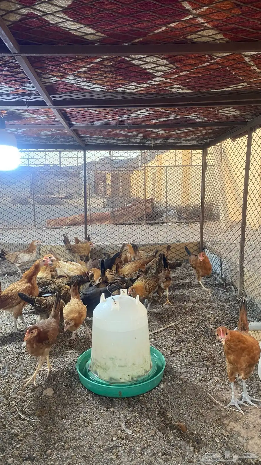 دجاج صوص 0