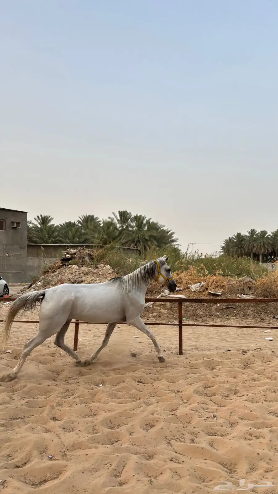 حصان واهو مصري بيور ..فرس شعبيه 14