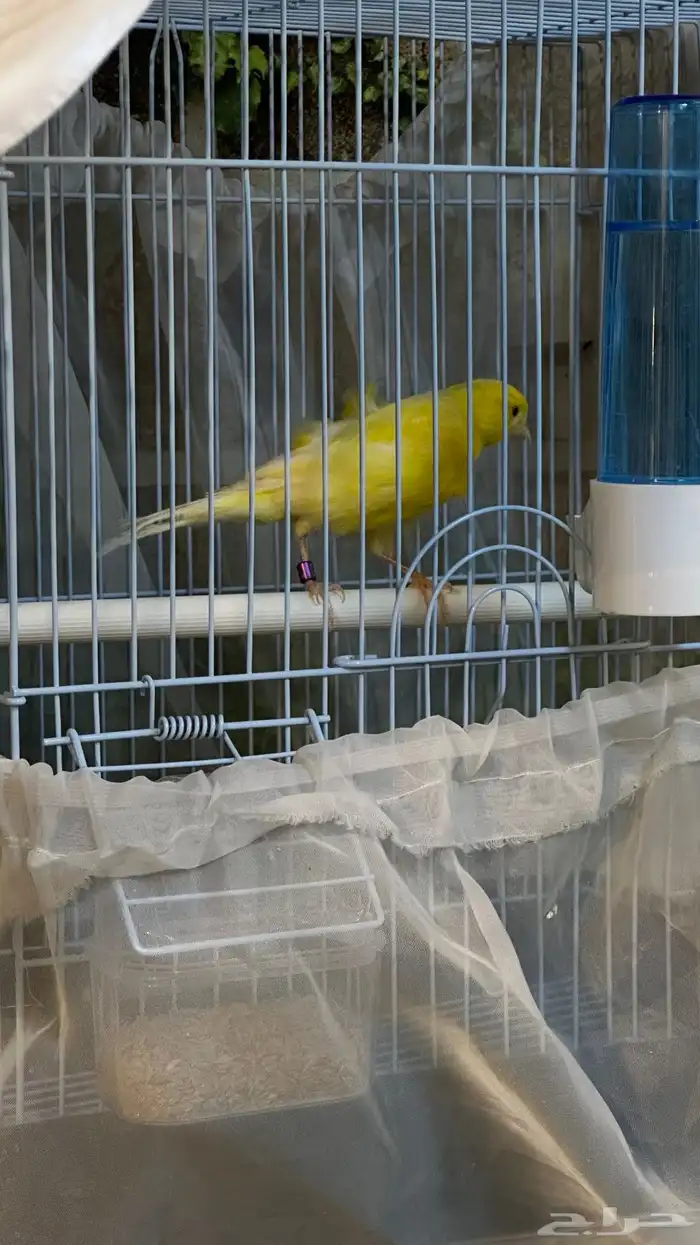 ذكر كناري تغريد طرب وتفتيله خفيفه تم البيع 2