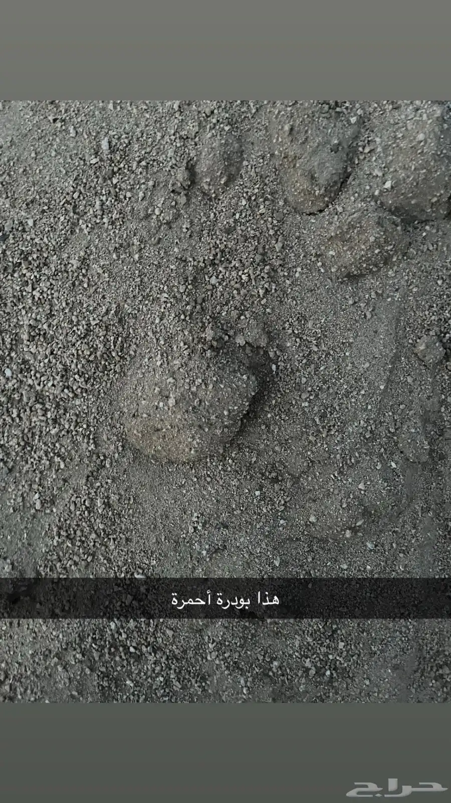 خارسان أحمر كبير وصغير وأسود كبير وصغير وبطحة بودرة 5