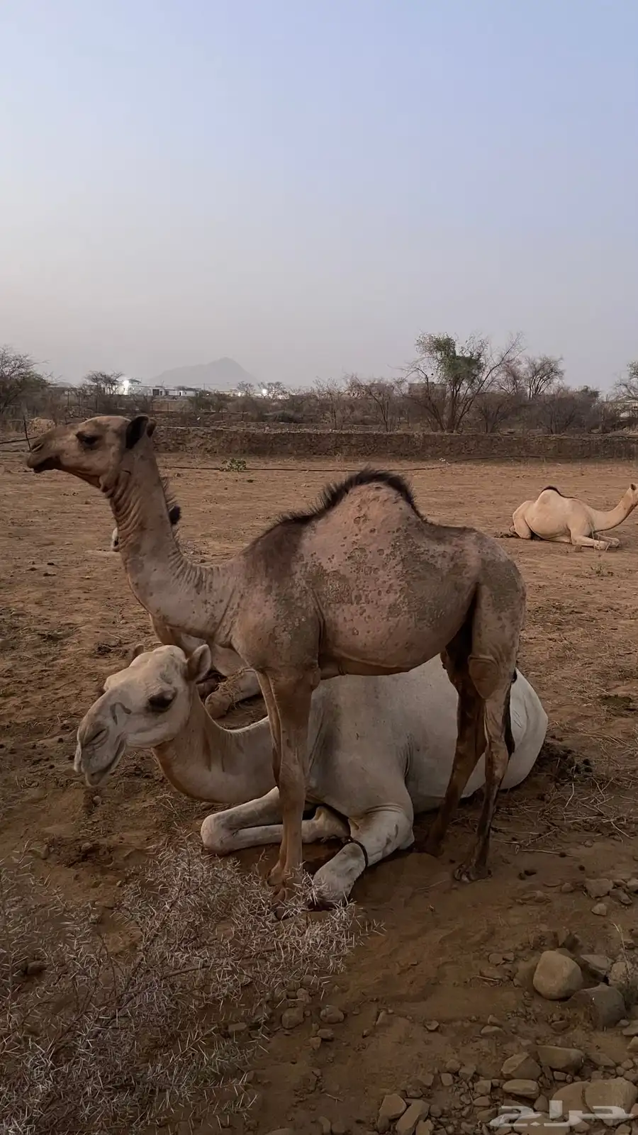 قعدان للبيع 2
