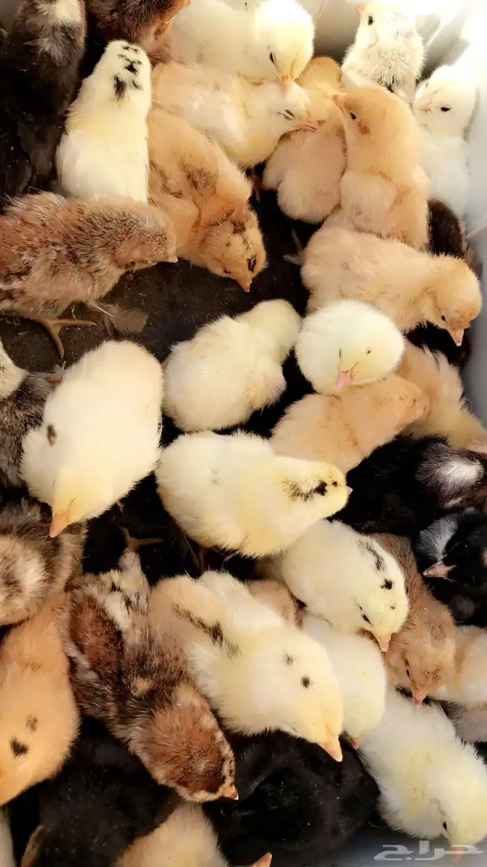 صيصان بلدي 4