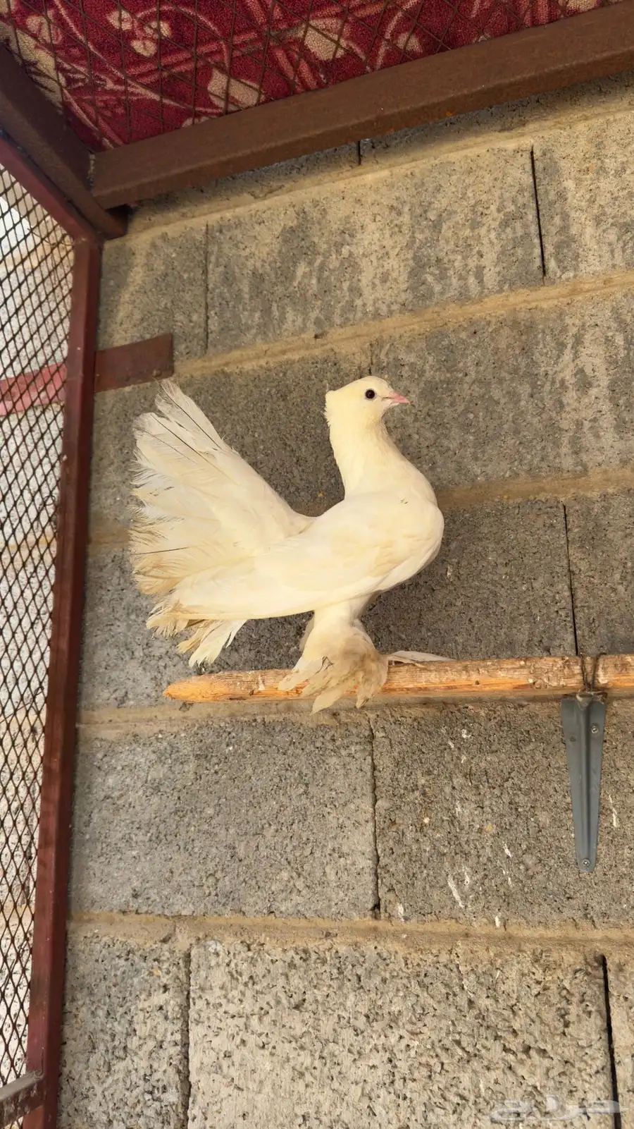 حمام رقاص هندي 3