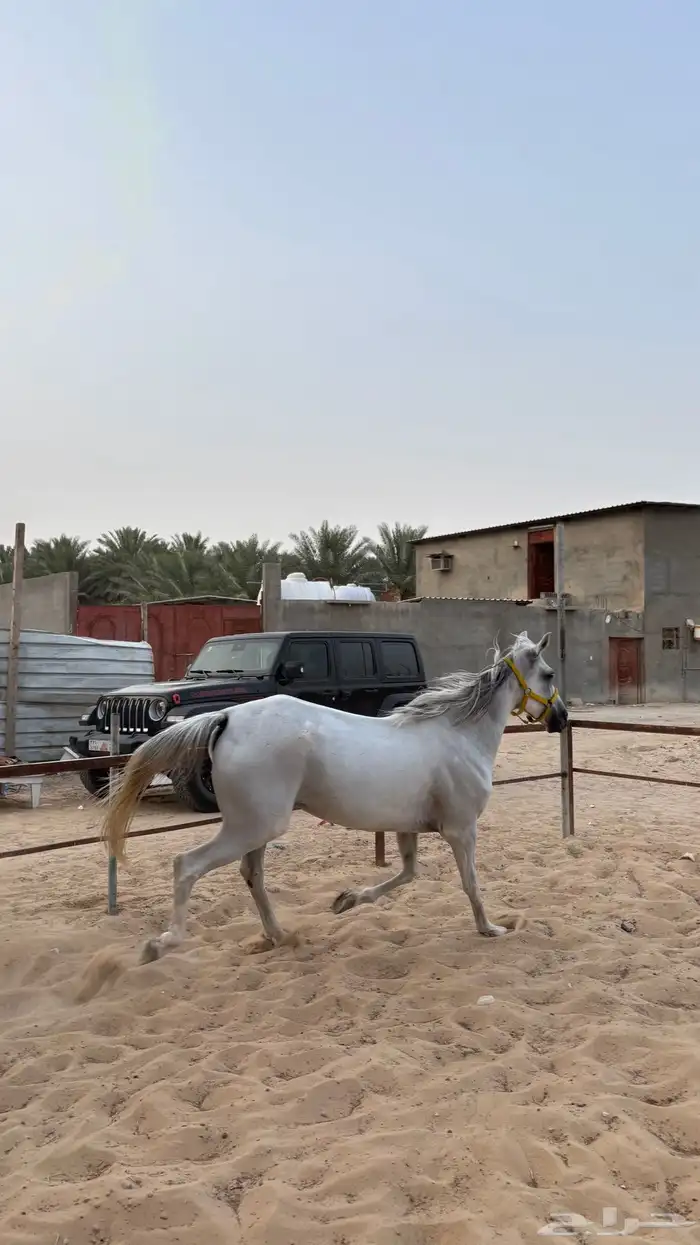 حصان واهو مصري بيور ..فرس شعبيه 13