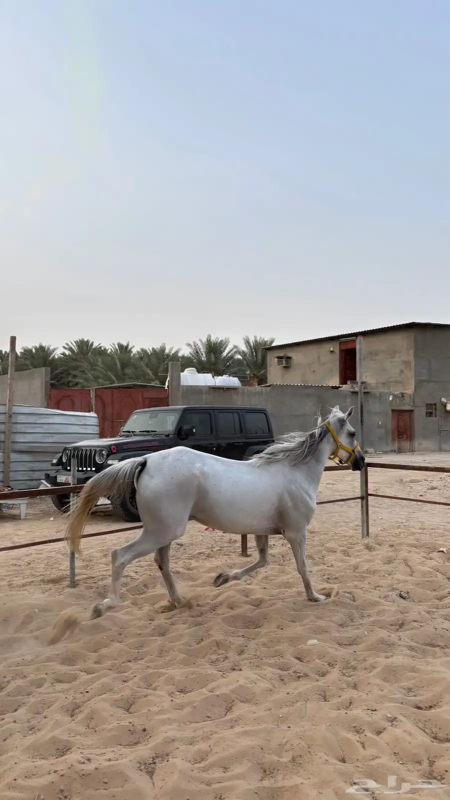 حصان واهو مصري بيور ..فرس شعبيه 13