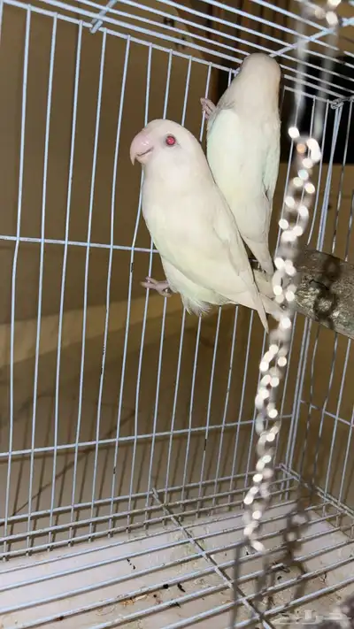 جوز روز فاخر وا عندي منتاج 3