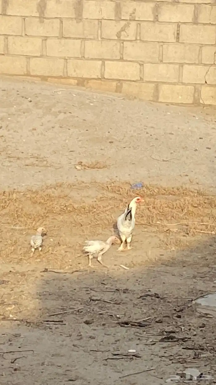 للبيع دجاج تركي 1