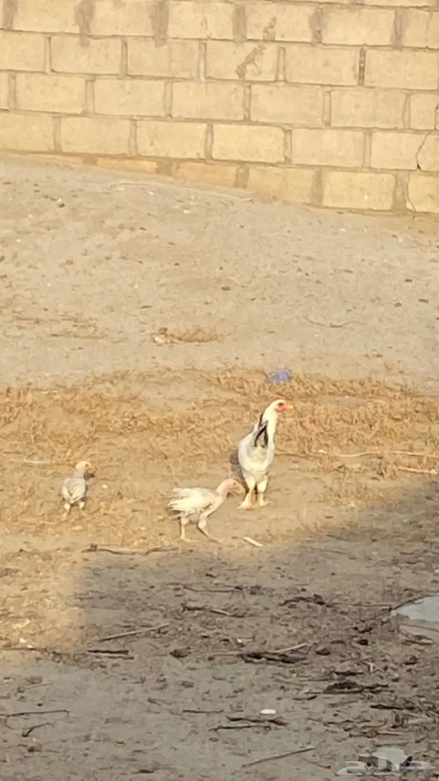للبيع دجاج تركي 1