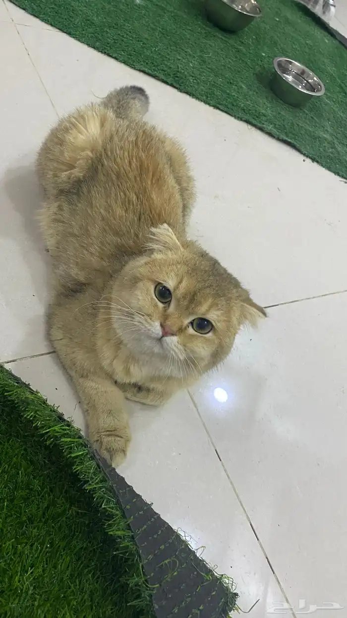 ذكر قولد فولد لتزاوج فندقه 1