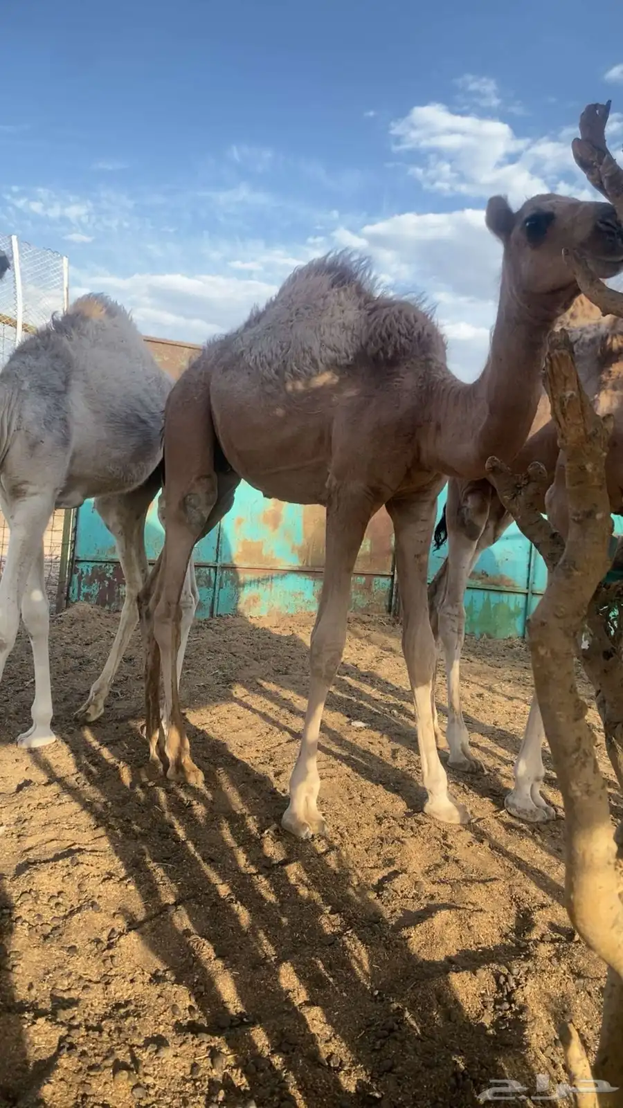 قعدان 2