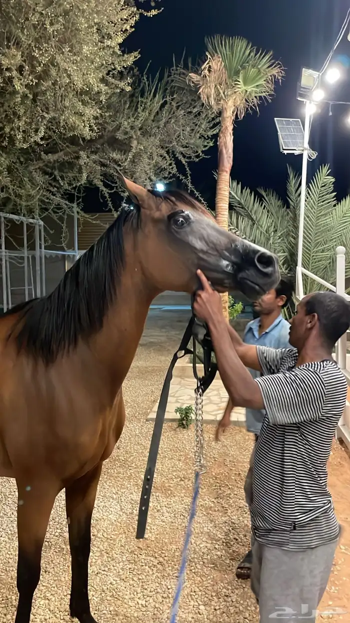 فرس ومهره لببيع عربيه باوراق 0