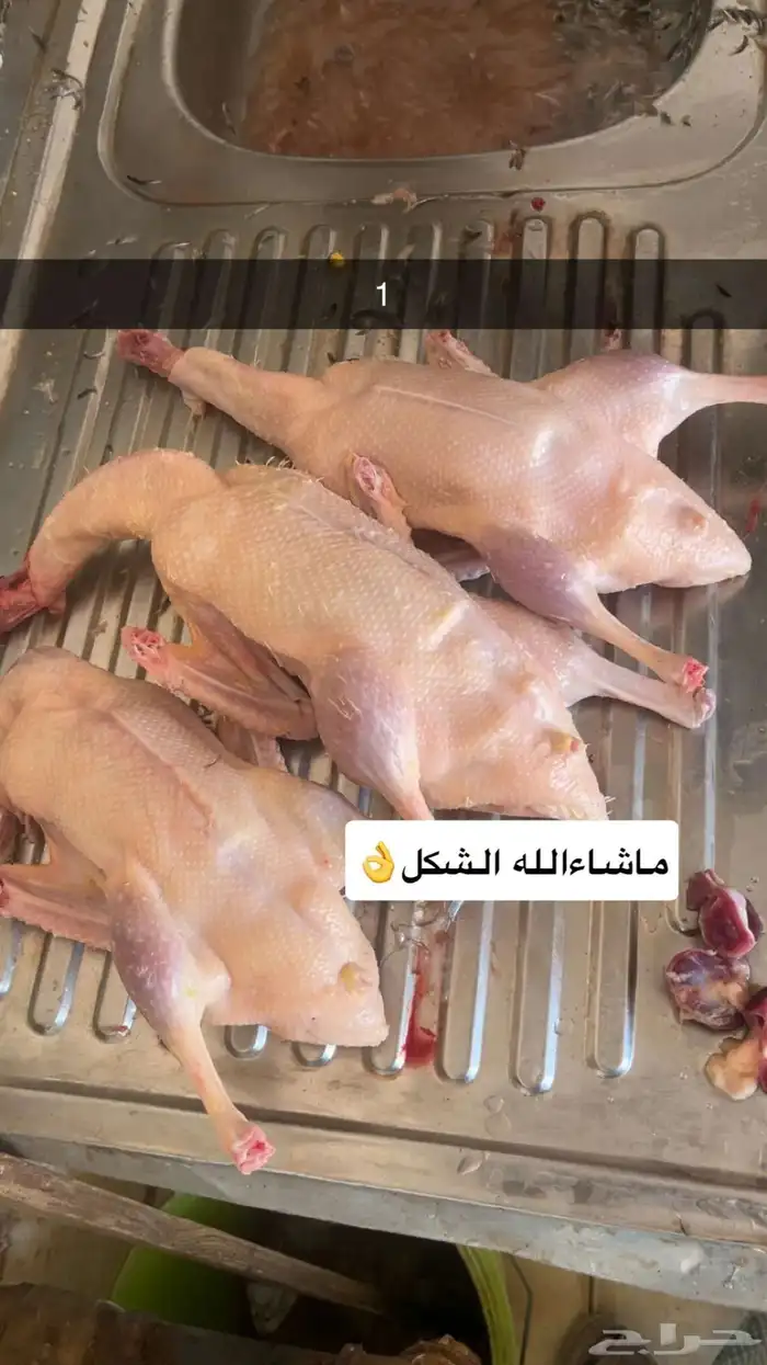 بط بكيني 2