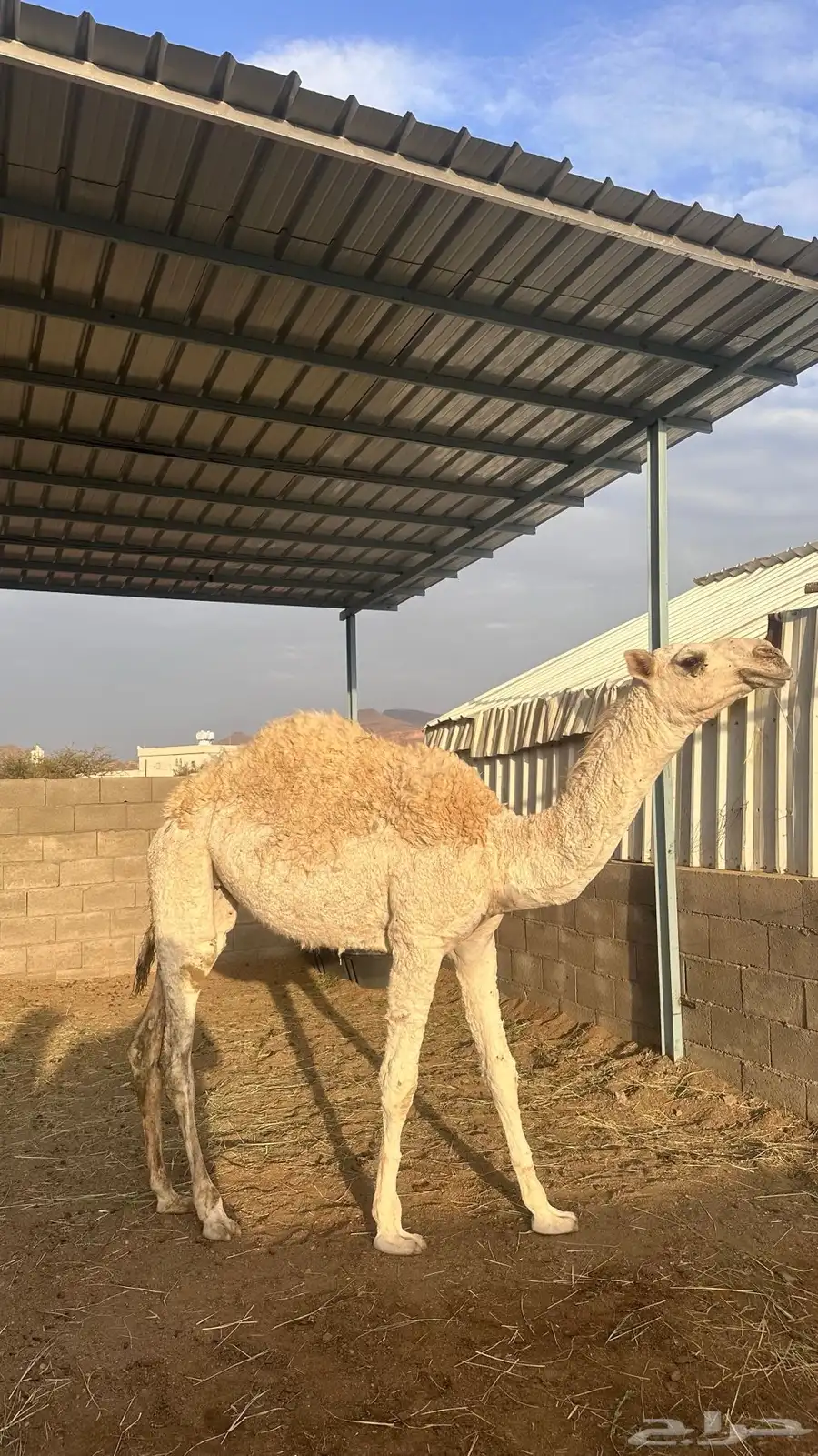 بكره للبيع 0