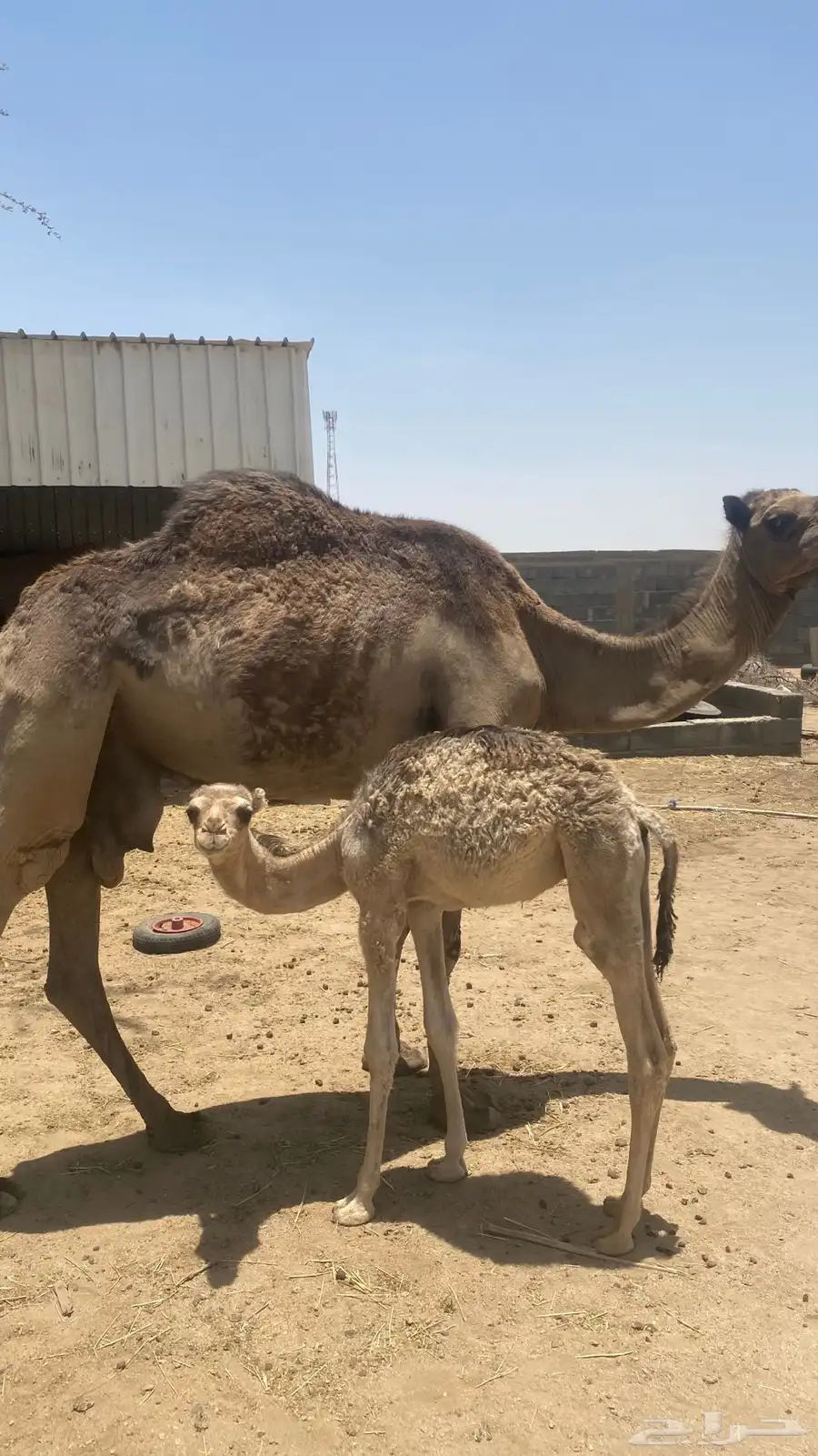 عرض جديد 0