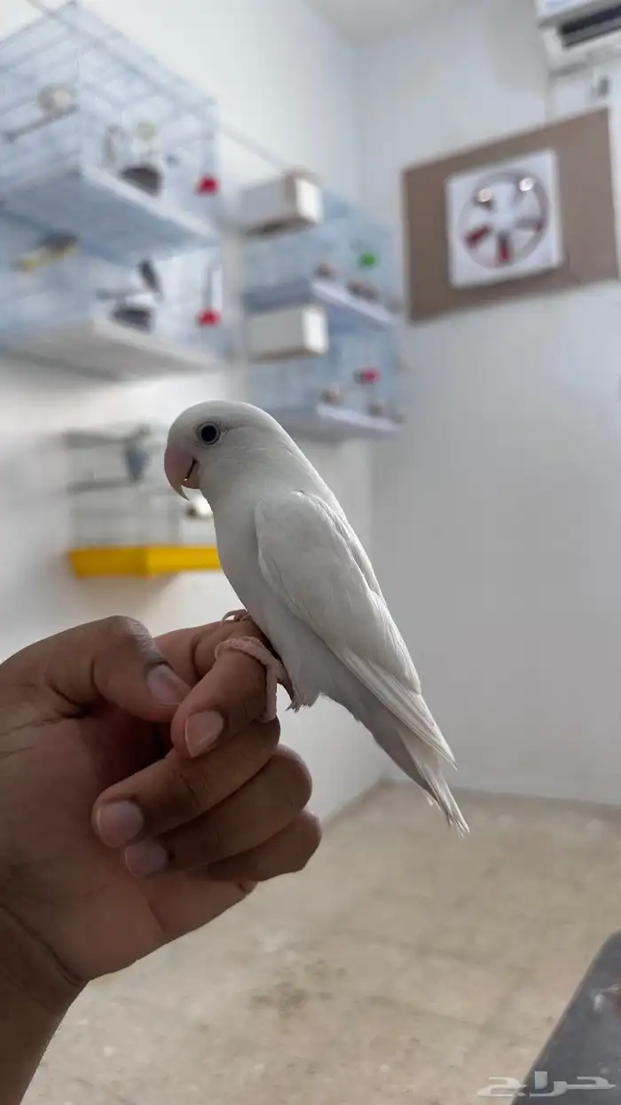 روز البينو اليف 0