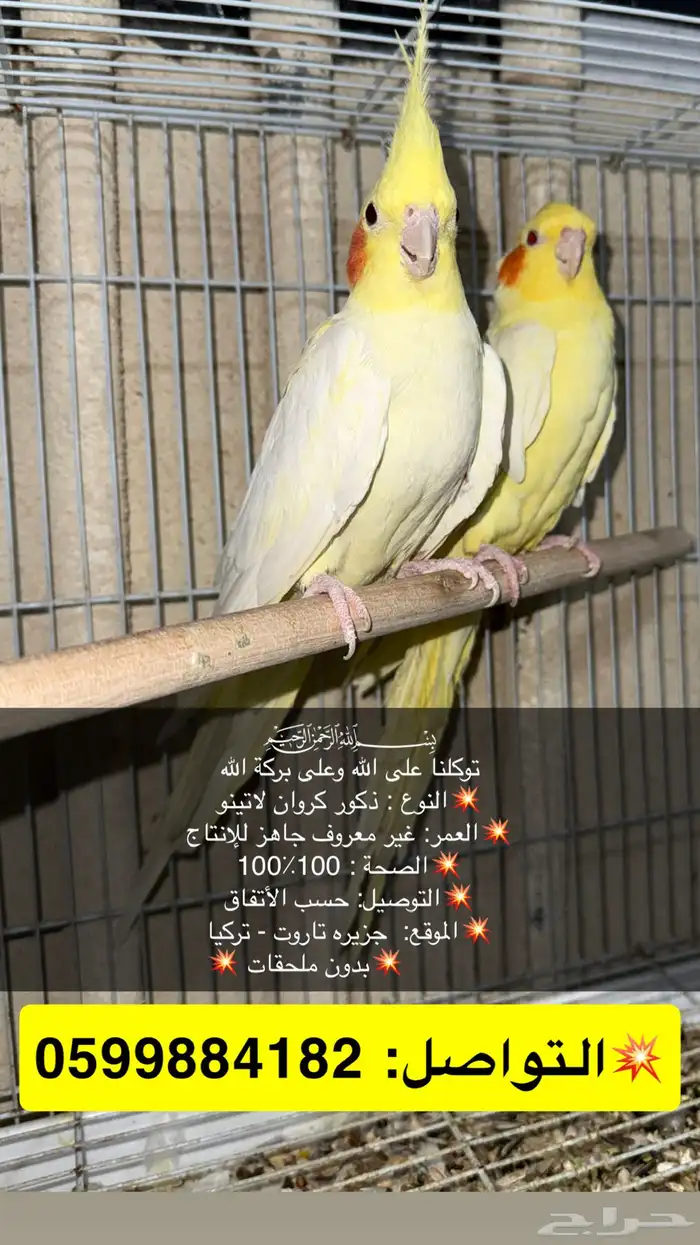 حبات كروان ذكور واناث للانتاج جاهزين للأنتاج 1