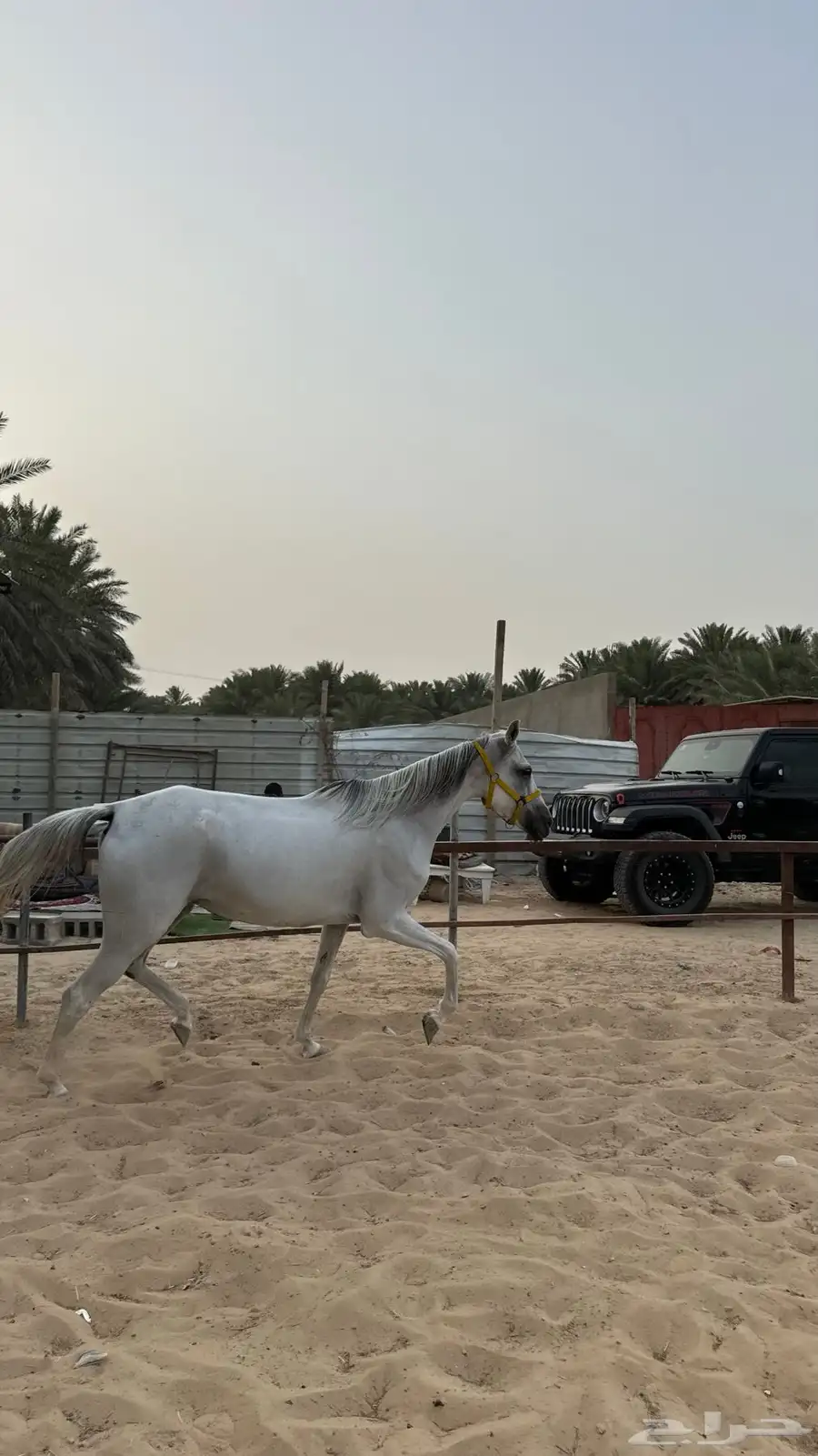 حصان واهو مصري بيور ..فرس شعبيه 15