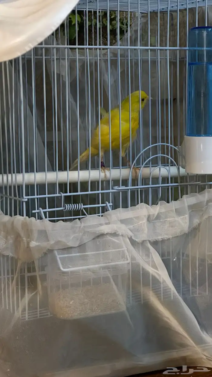 ذكر كناري تغريد طرب وتفتيله خفيفه تم البيع 1