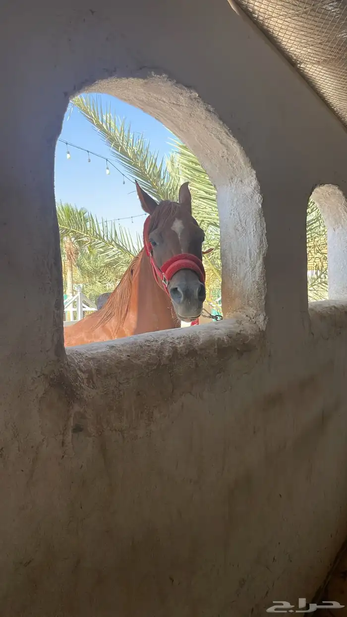 فرس ومهره للبيع عربيه معرفه حفيدة عجمان 5