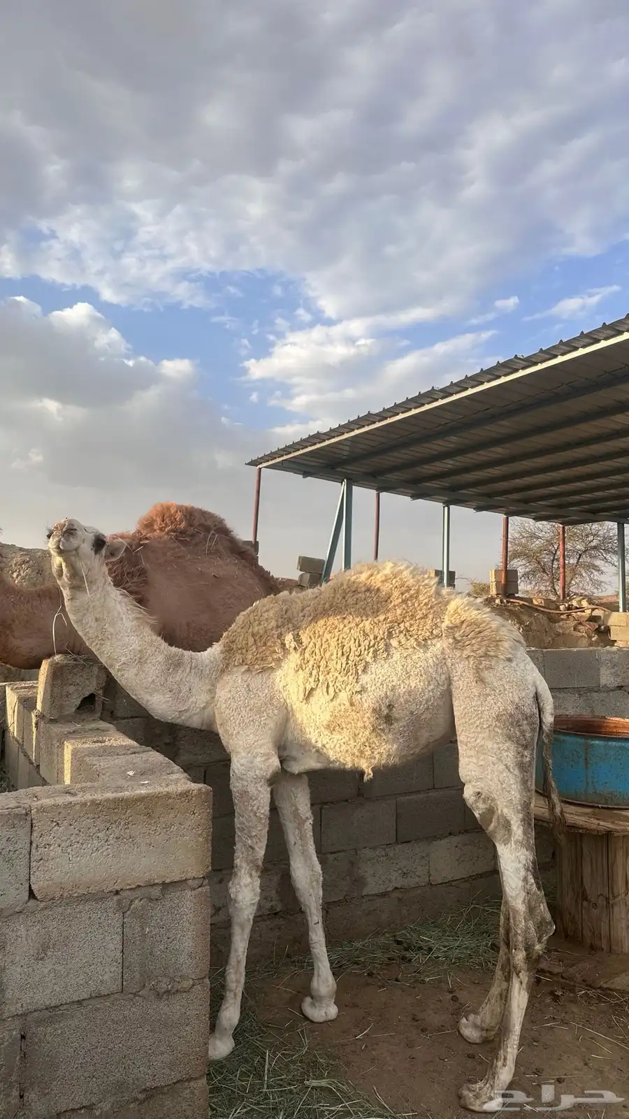 بكره للبيع 3