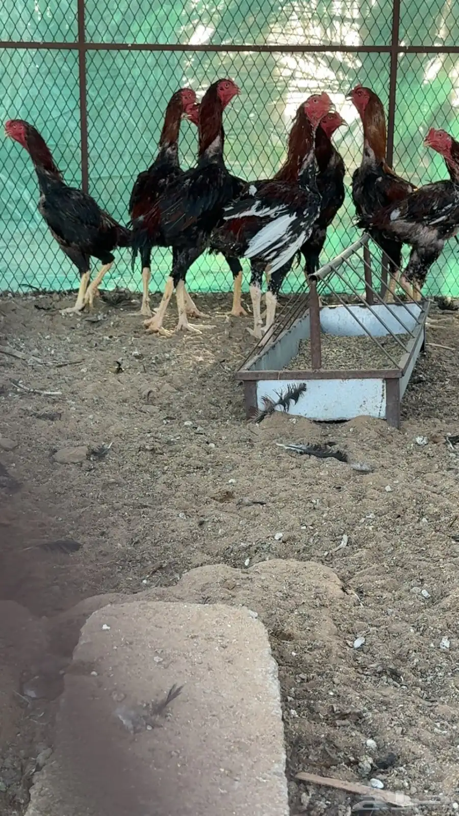 دجاج شامو للبيع 14