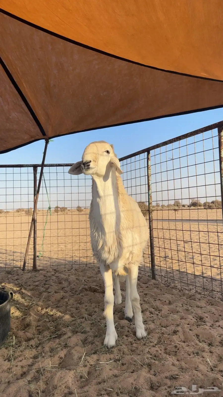 طلع مشروع فحل 2