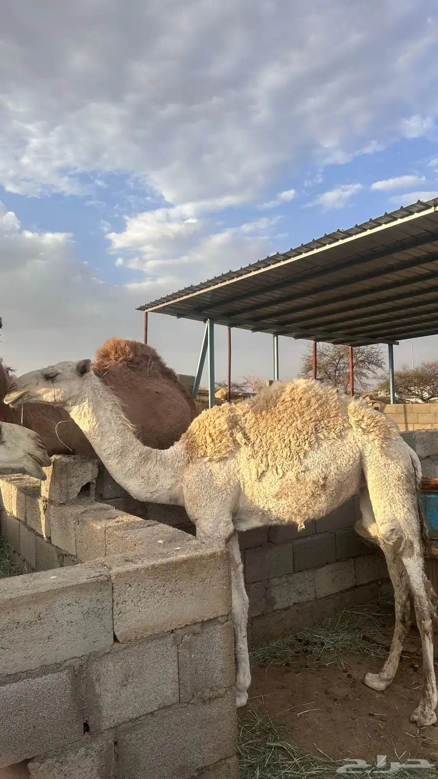 بكره للبيع 4
