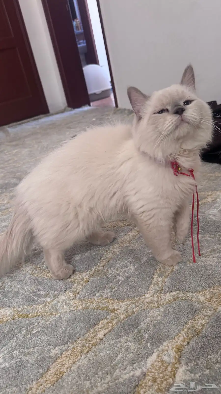 قط ذكر هيمالايا 2