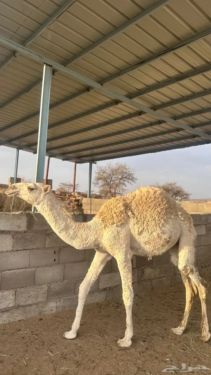 بكره للبيع 2