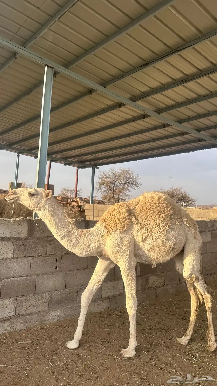 بكره للبيع 2