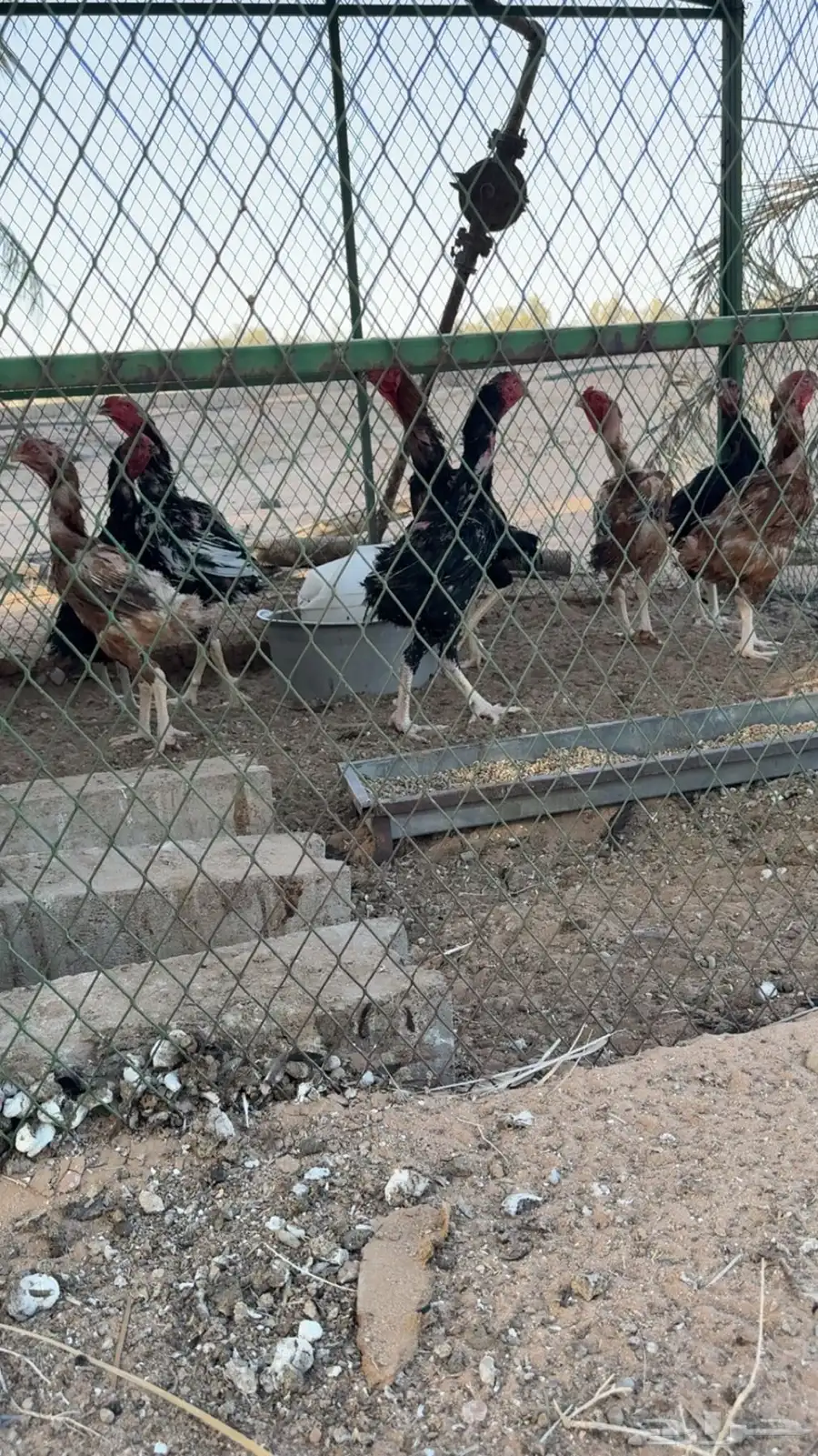 دجاج شامو للبيع 3