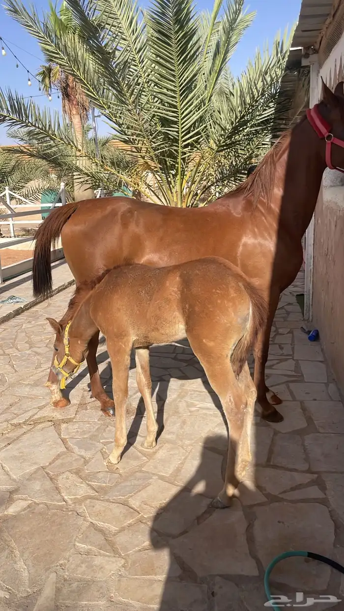 فرس ومهره للبيع عربيه معرفه حفيدة عجمان 3