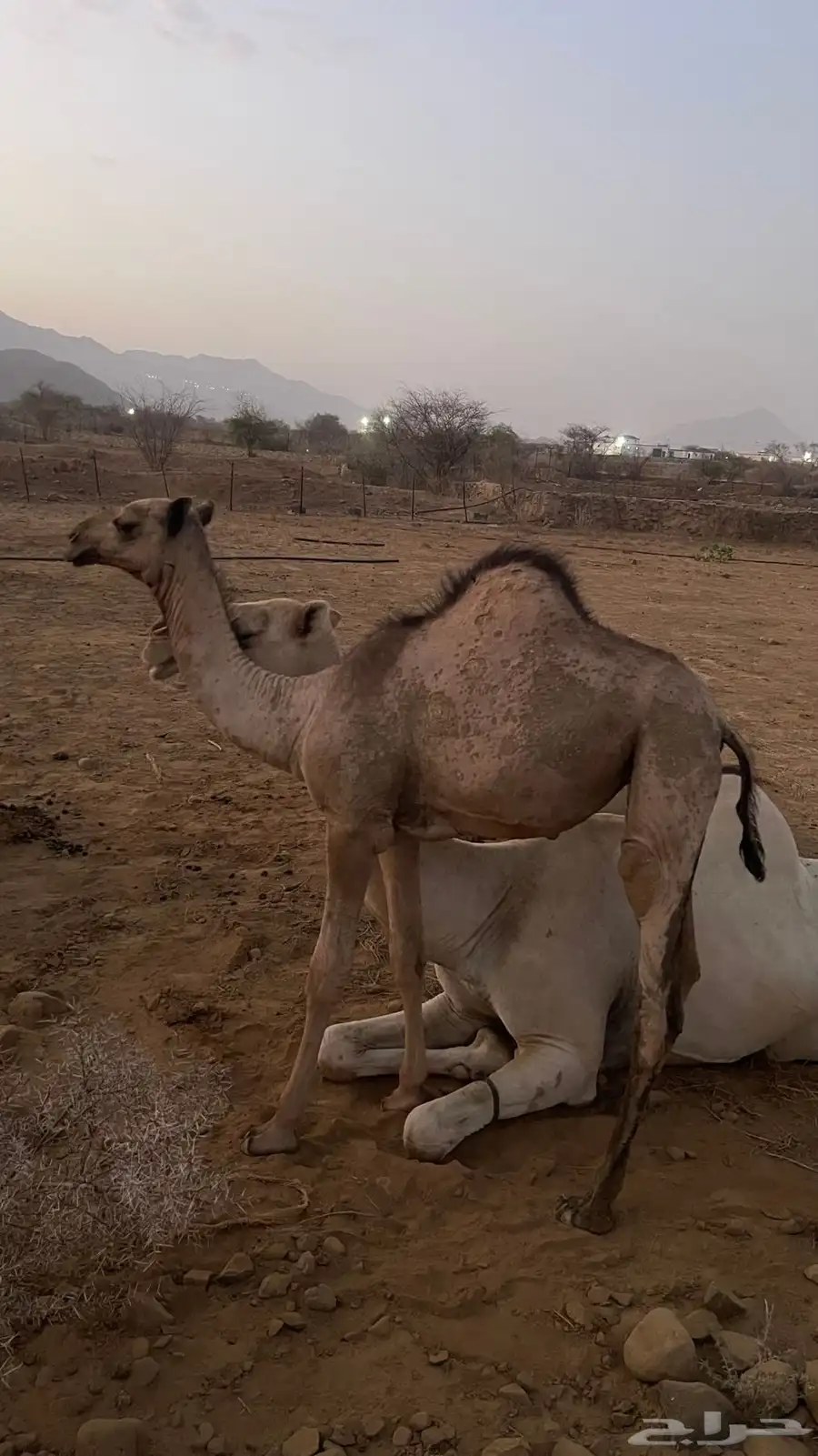 قعدان للبيع 3