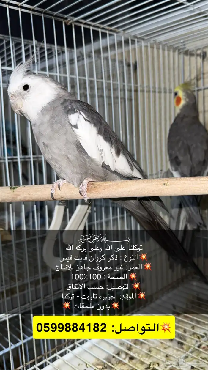 حبات كروان ذكور واناث للانتاج جاهزين للأنتاج 0